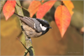 <p>SÝKORA UHELNÍČEK (Periparus ater) /Coal tit - Tannenmeise/</p>